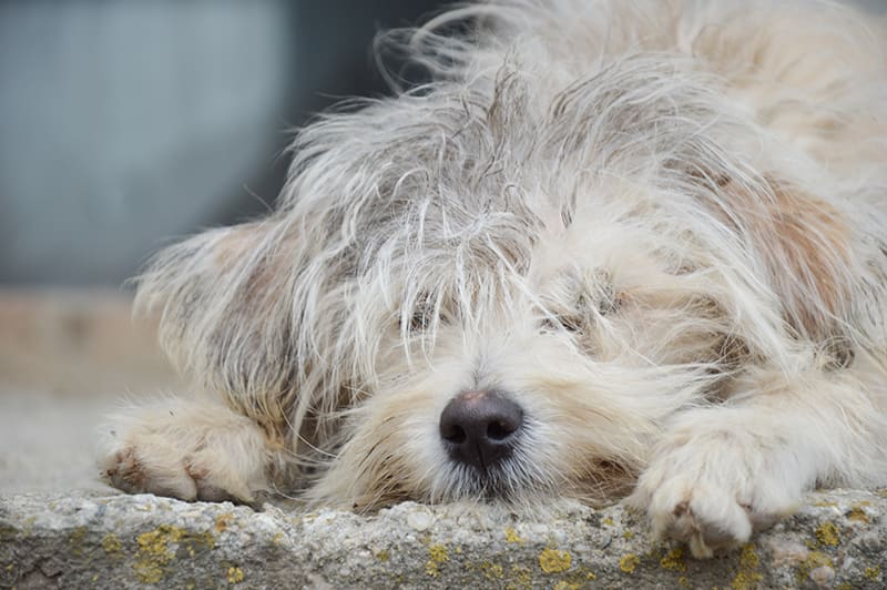 Dog laying down outside with head on the ground facing camera - Bartlett Memphis