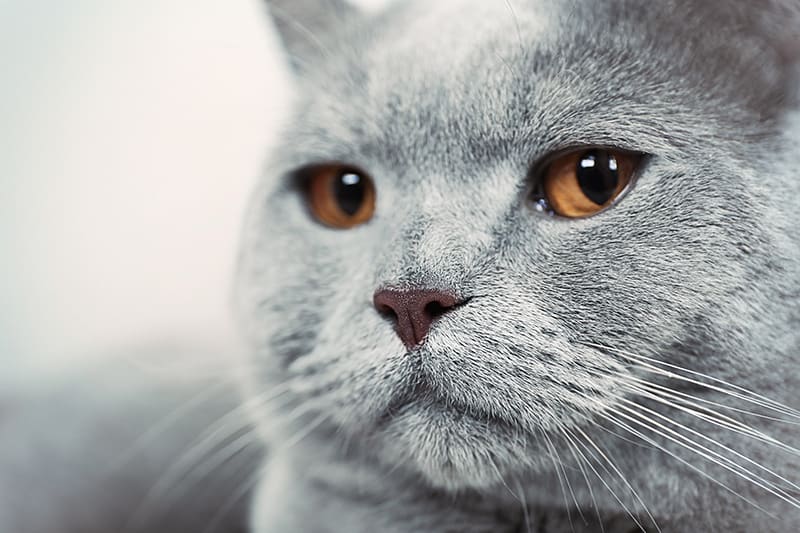 Hypothyroidism in Cats - Signs, Symptoms and Treatments, Memphis Vet