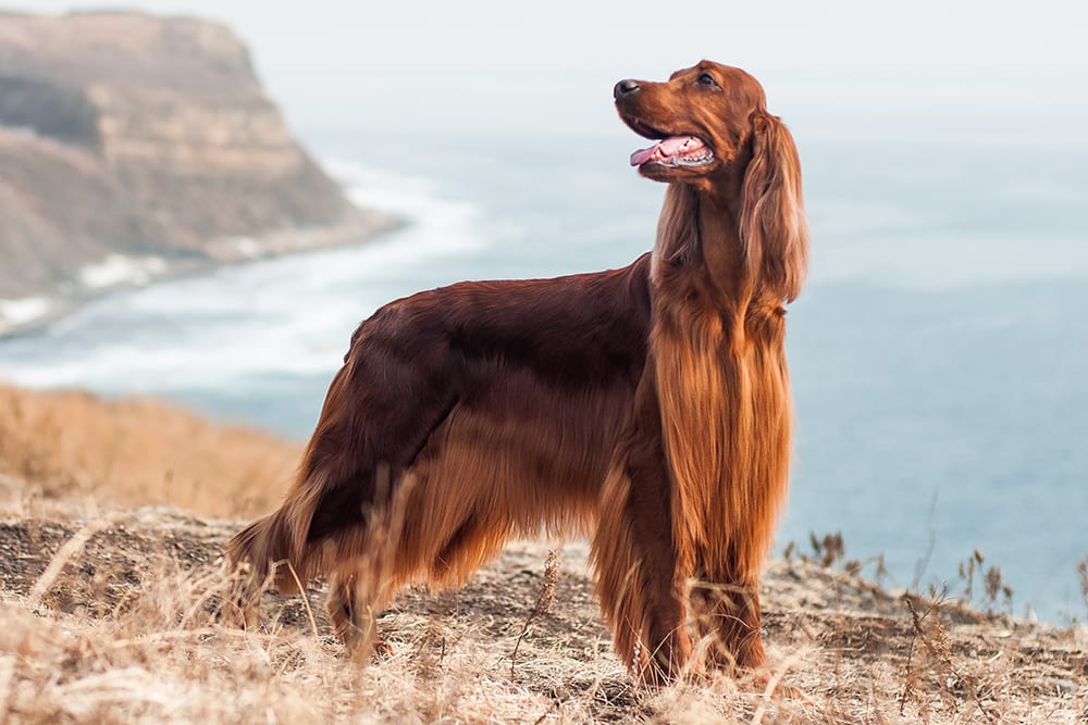 Irish setter beautifully groomed and standing by cliff near ocean.Hair loss and other skin and coat problems can affect any breed of dog.