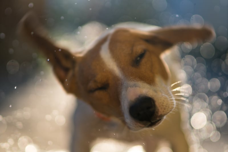 Dog Shaking Head | Bartlett vet | Hillcrest Animal Hospital