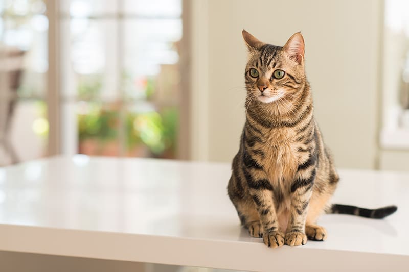 Even indoor cats can be exposed to potentially serious feline diseases. That's why our Bartlett vets believe it's just as important to vaccinate indoor cats as outdoor cats.
