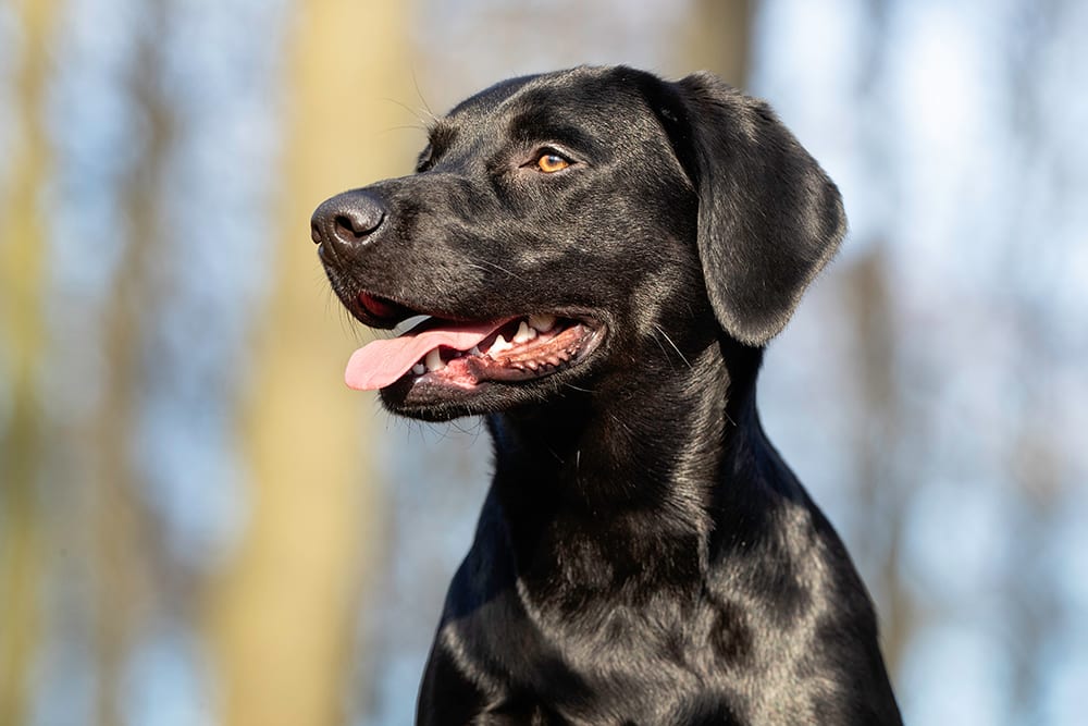 Happy Black Lab's face in profile showing healthy teeth.