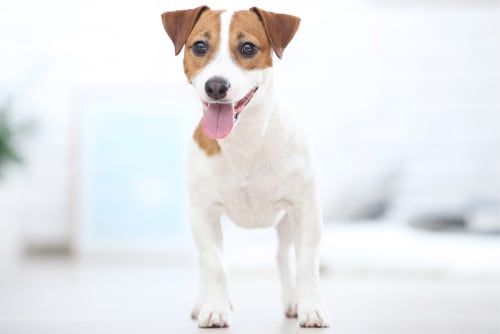 Happy Jack Russel looking into camera - Bartlett Memphis