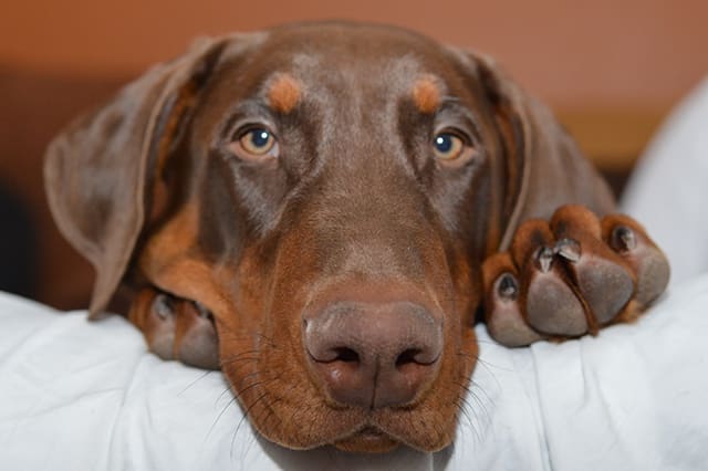 Hyperthyroidism in dogs, Memphis Vet