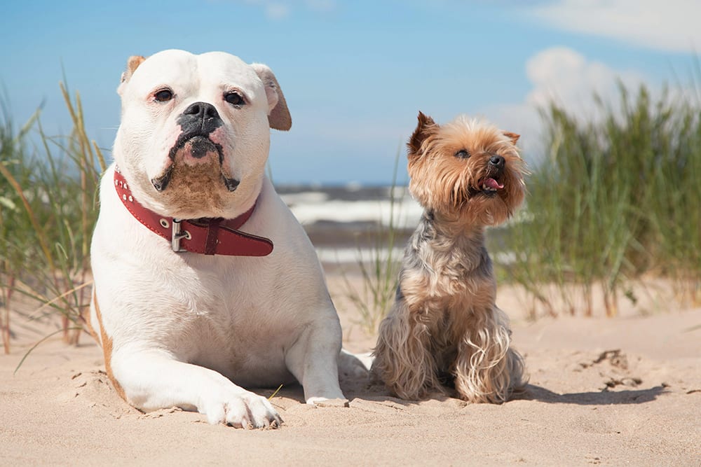 Any breed of dog can suffer from uncomfortable symptoms of allergies. Image of a big dog and little dog at the beach.