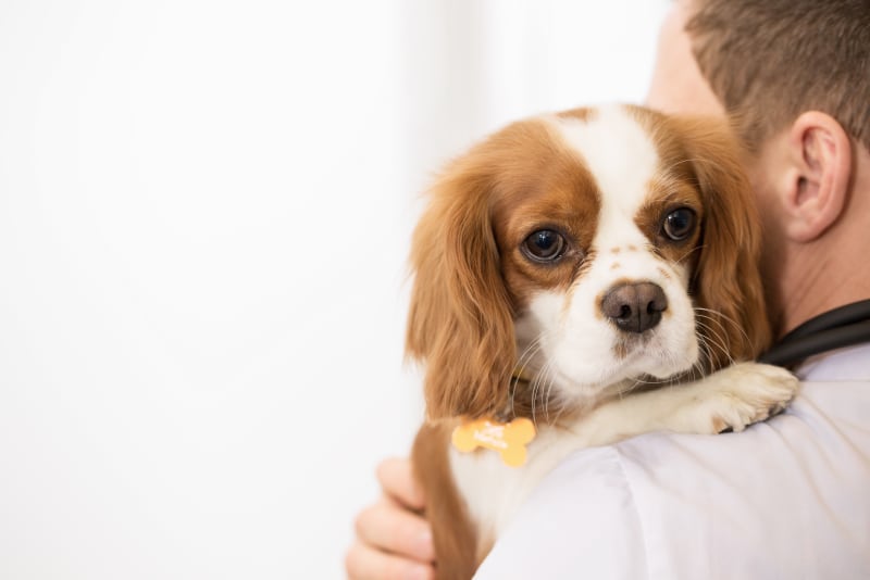 Signs Your Pet Needs Emergency Vet Care Bartlett Vet Hillcrest Animal Hospital