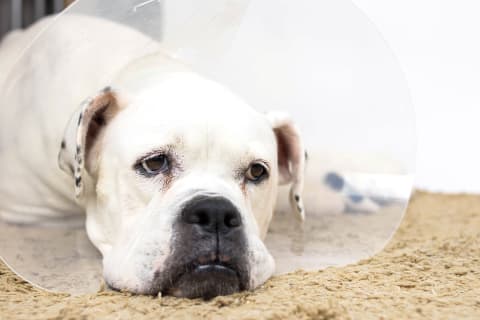 ACL surgery options for Dogs, Memphis Vet