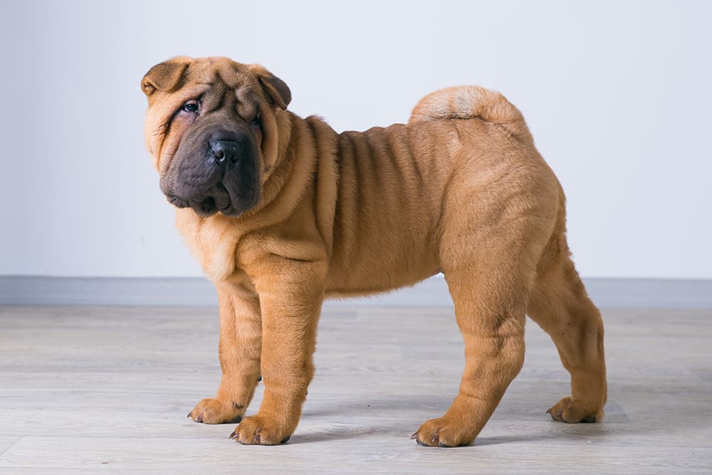 Shar-Pei dogs often suffer from allergic dermatitis and other sign conditions.