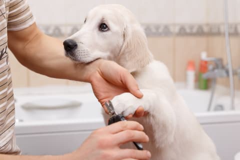 Dog and Cat Pet Grooming Basics, Bartlett vet at Hillcrest Animal Hospital