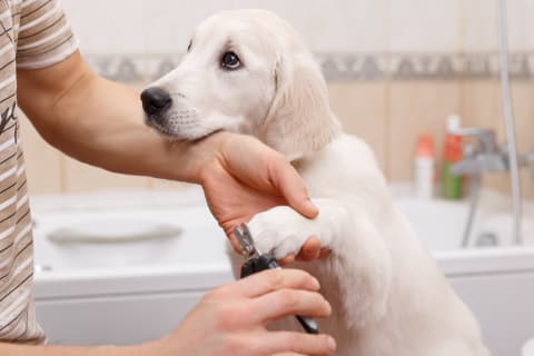 54 Best Images All Dogs And Cats Grooming : Pet Grooming Gloves Dog Brush Cat Brush For Pets Pair Easy Machine Washable Deshedding Glove For Dogs Cats Hair Removal Dog Cat Grooming Must Have One Size Fits