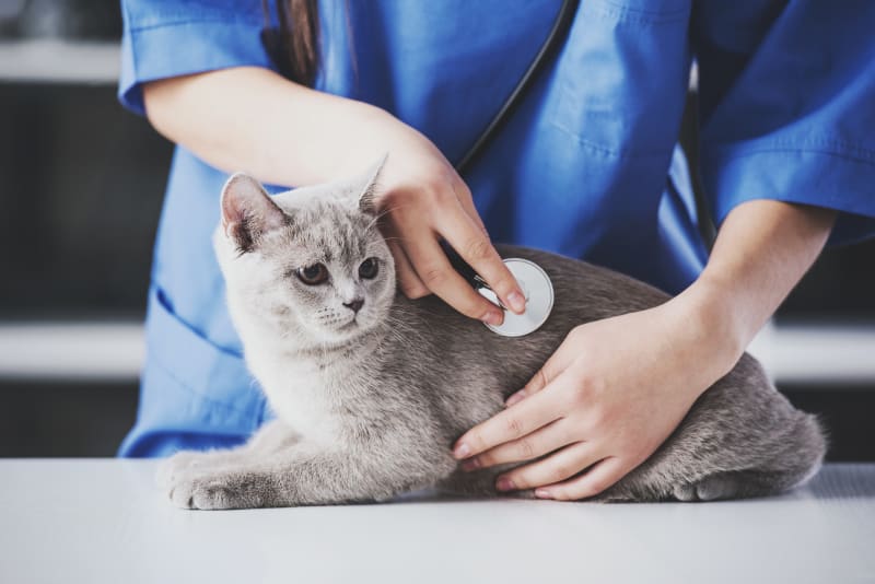 bartlett vet pneumonia in cats