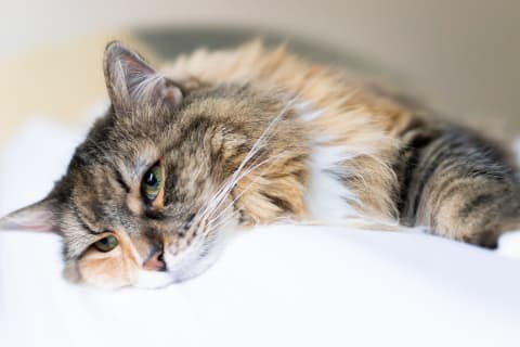 bartlett veterinarian sick cat
