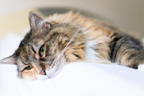 How to tell if your cat is sick: Signs and Symptoms | Hillcrest Animal Hospital | Bartlett vets