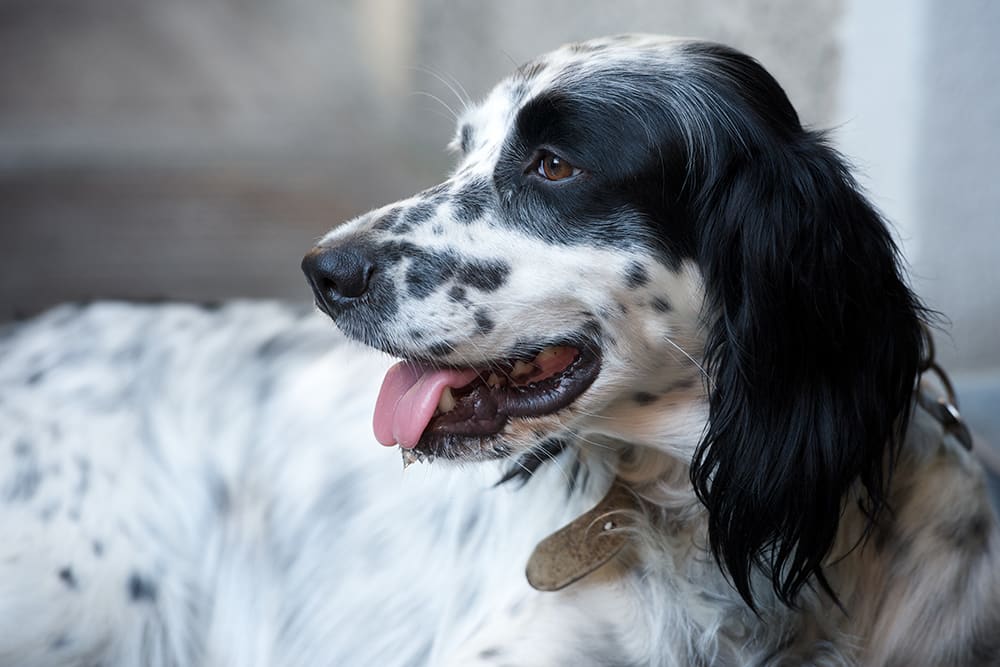 Deep Ear Cleaning for Dogs, Bartlett Veterinarians