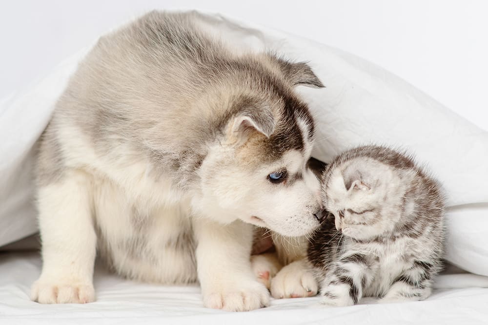 Husky puppy and light grey tabby kitten snuggled together.