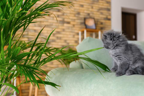Plants that are toxic to cats, Memphis Vet