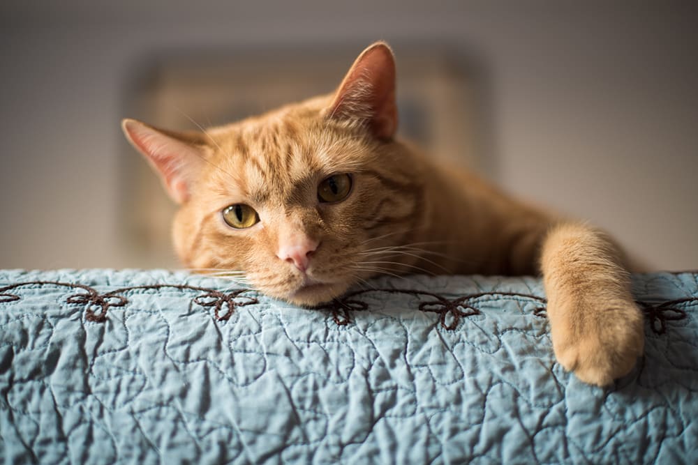 Cat laying on edge of bed with blue blanket looking bored and lonely.