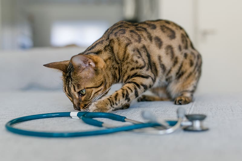 Spotted Bengal cat at vet's ofice.