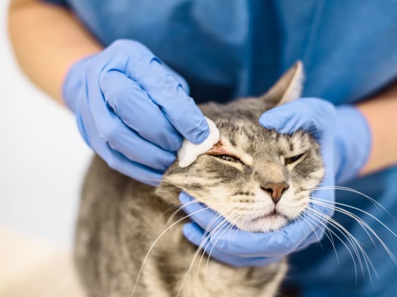 Fungal Infection in Cats
