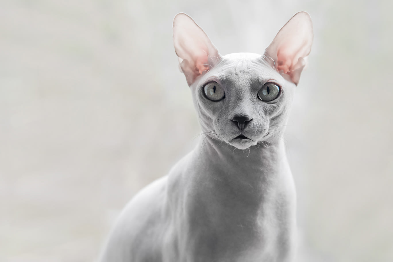 Sleek grey cat with grey eyes looking into camera.