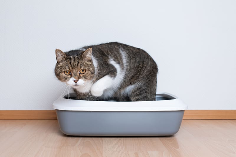 How to tell if your cat might have a urinary tract infection. Memphis Vet