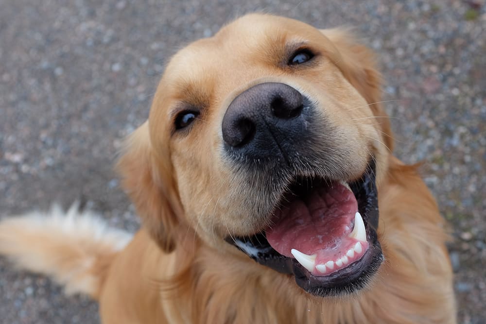 Happy golden retriever dog smiling into camera