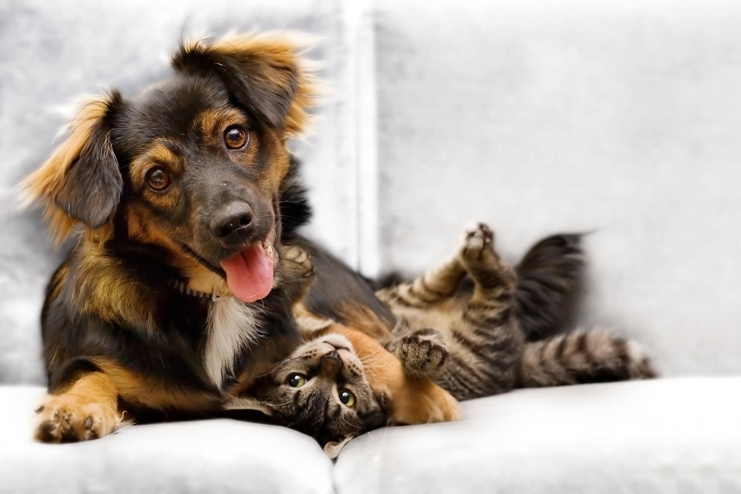 Dark brown dog and cat on a sofa looking happy together.