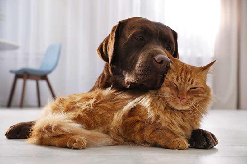 are dogs and cats living longer