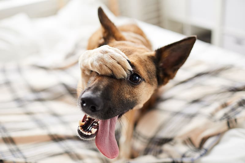 Smiling german shepherd with nice healthy teeth, covering one eye with paw - Bartlett Memphis