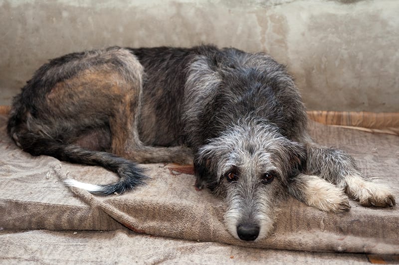 Expression of sadness on an Irish Wolfhound laying on a grey blanket - Bartlett Memphis
