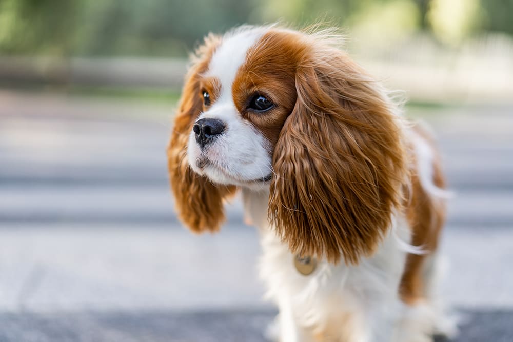 Even this adorable orange and white spaniel needs certain shot before attending a dog boarding facility. This blog explains which shots dogs need.