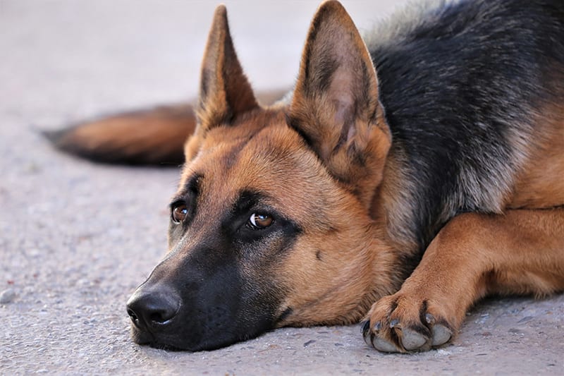 are dog skin infections contagious to other dogs