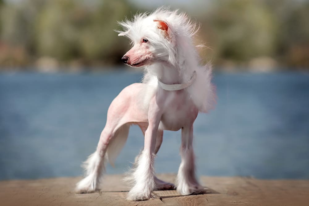 A Chinese crested dog outside in breeze - Bartlett Memphis Vet