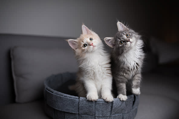 Why Spay & Neuter Cats | Bartlett vet | Hillcrest Animal Hospital