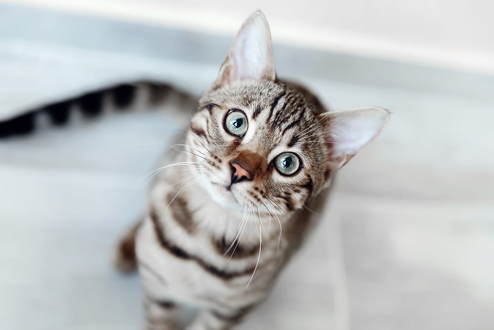 Grey tabby looking into camera.