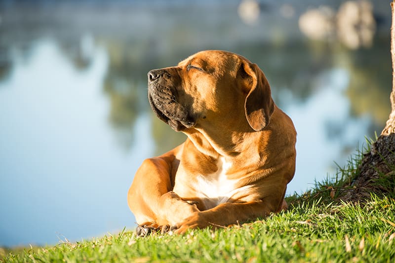 Dogs spending time outdoors in very hot temperatures can lead to heatstroke - Bartlett Memphis