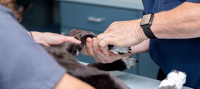 Laser Therapy | Hillcrest Animal Hospital