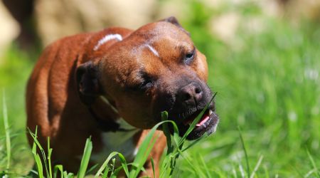 Is Eating Grass Safe for Dogs?