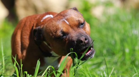 is it good for your dog to eat grass