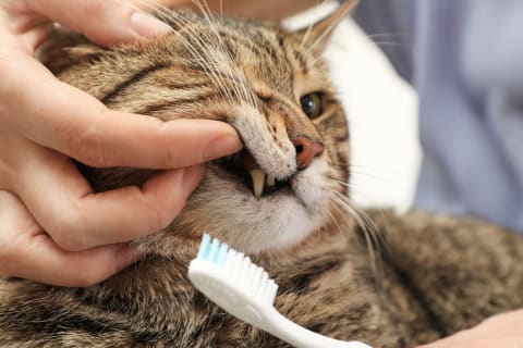 Keep your cat's teeth clean, Memphis Vet