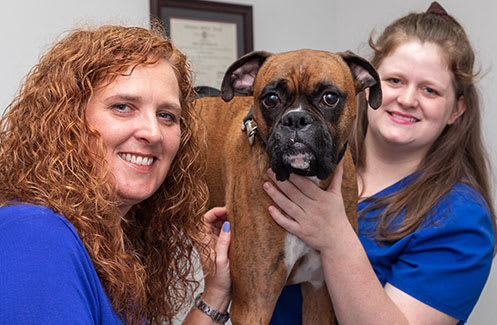 Dermatology & Allergies | Hillcrest Animal Hospital