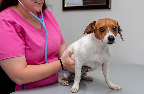 Internal Medicine | Hillcrest Animal Hospital