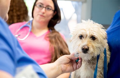 Animal Preventive Care | Hillcrest Animal Hospital