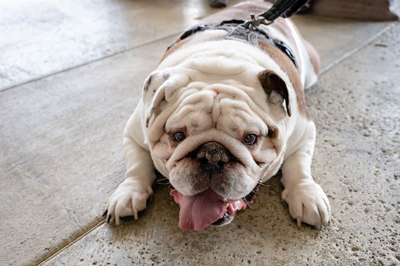 English Bulldog Panting - Bartlett Memphis