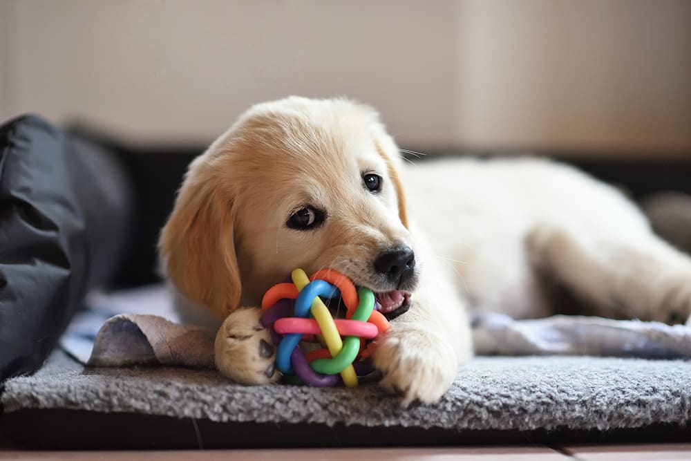 Puppy happily chewing on chew-toy. Tips for leaving your puppy home alone for the first time.
