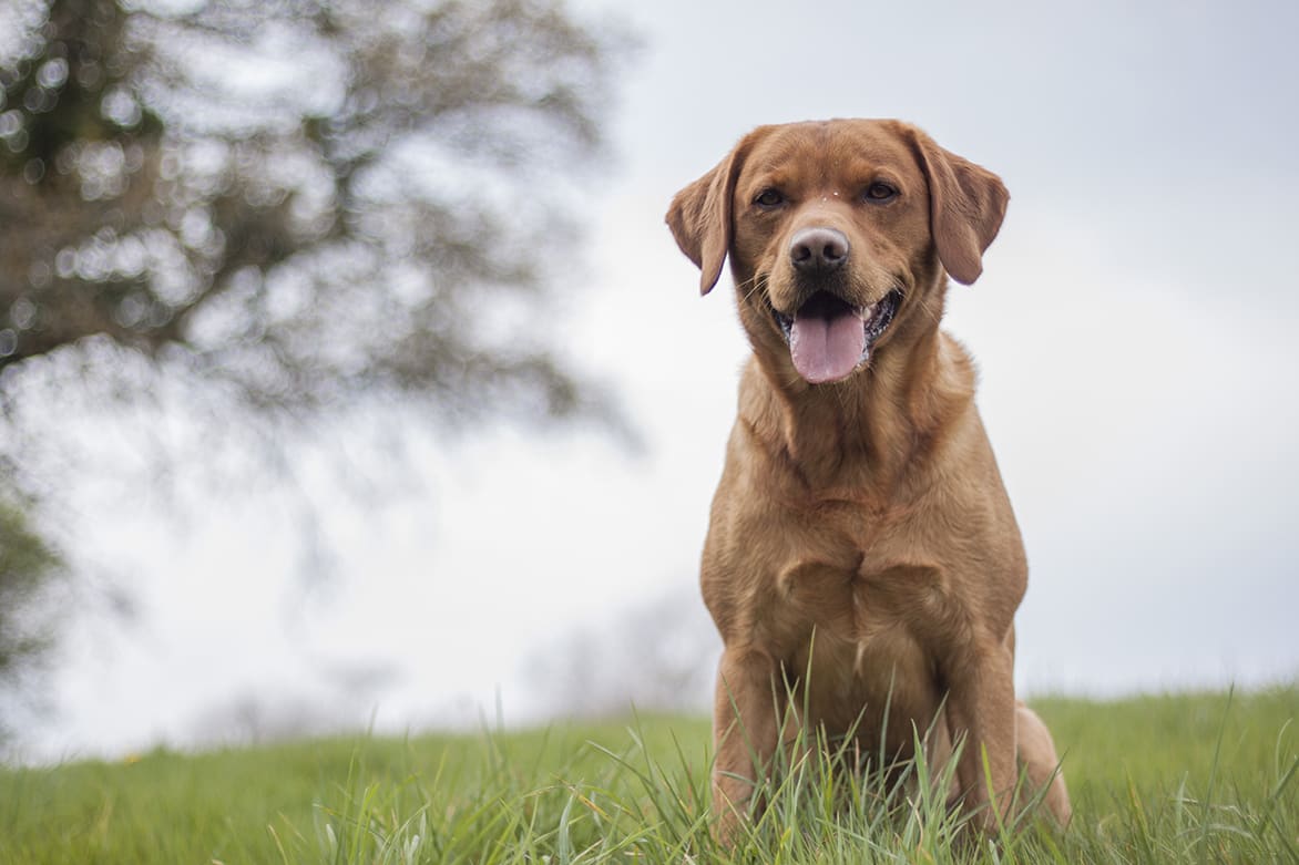 how soon do dogs show symptoms of lyme disease