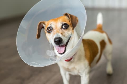 female dog behavior after spaying