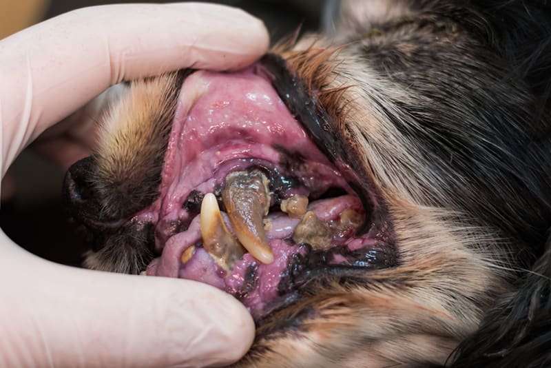 Dog with severe periodontal disease that requires treatment right away.