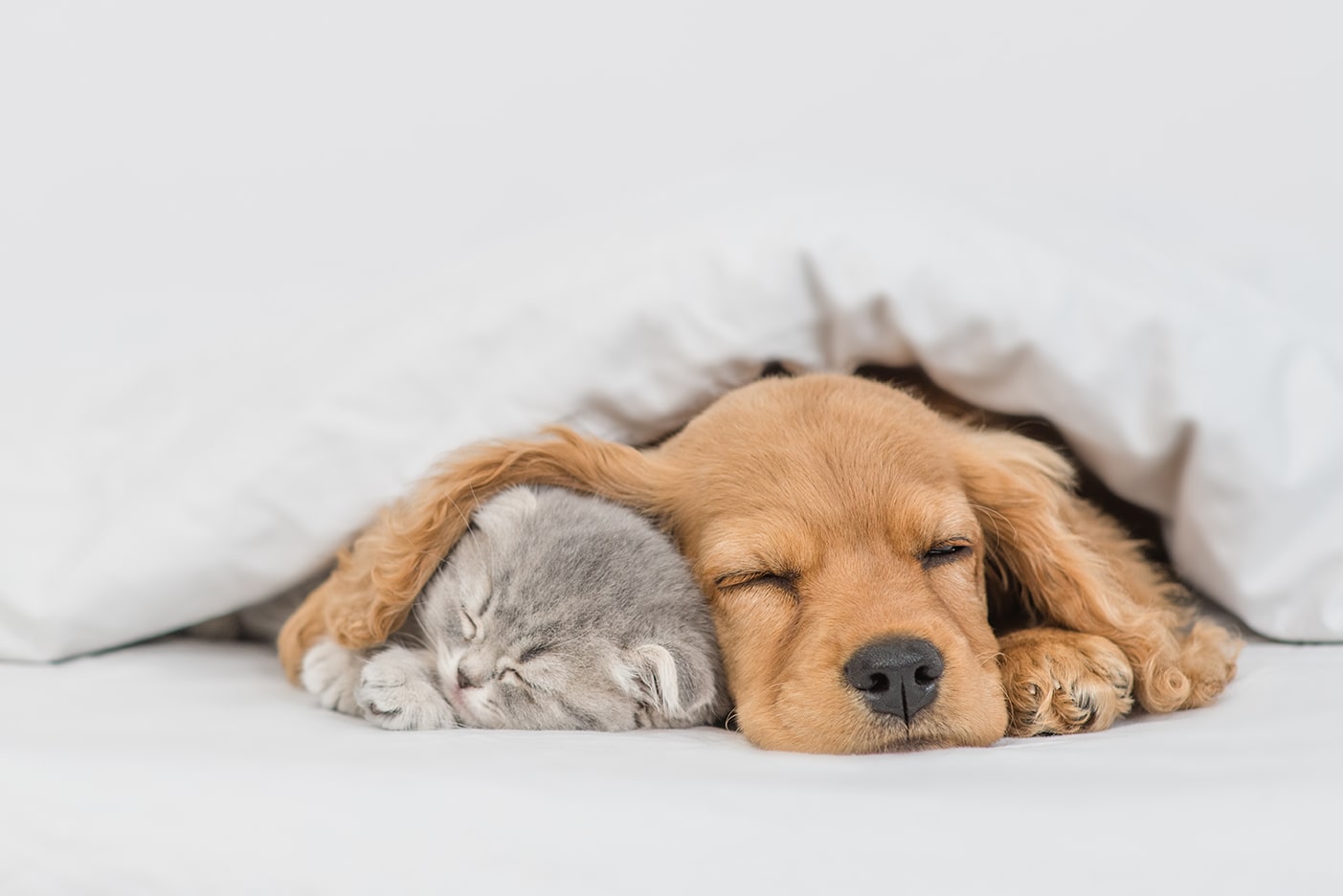 Cute spaniel puppy and kitten sleeping together under a white duvet.