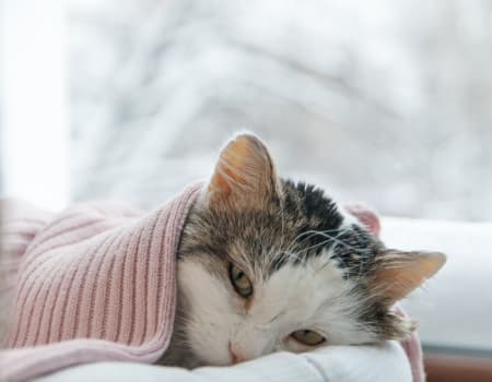 medicine for kittens with cold